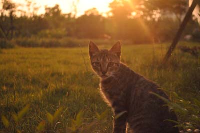 ate cats nocturnal ate cats nocturnal